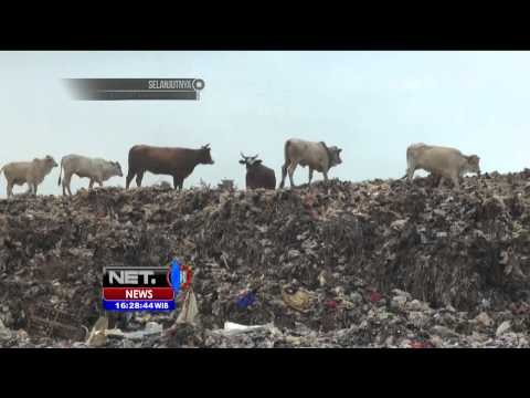 Ratusan Sapi Diternak di TPA Laris Manis Jelang Idul Adha - NET16