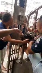 Une fillette a la tête coincée entre des barreaux jusqu'à ce quelqu'un se serve de sa tête