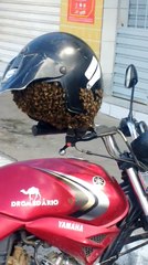 Un motard découvre un essaim d’abeilles dans son casque au Brésil