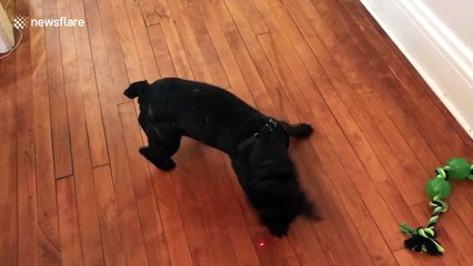 French bulldog goes crazy over laser pointer