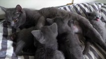 Kittens Talking and Playing wion _ Cat mom hugs baby kitten