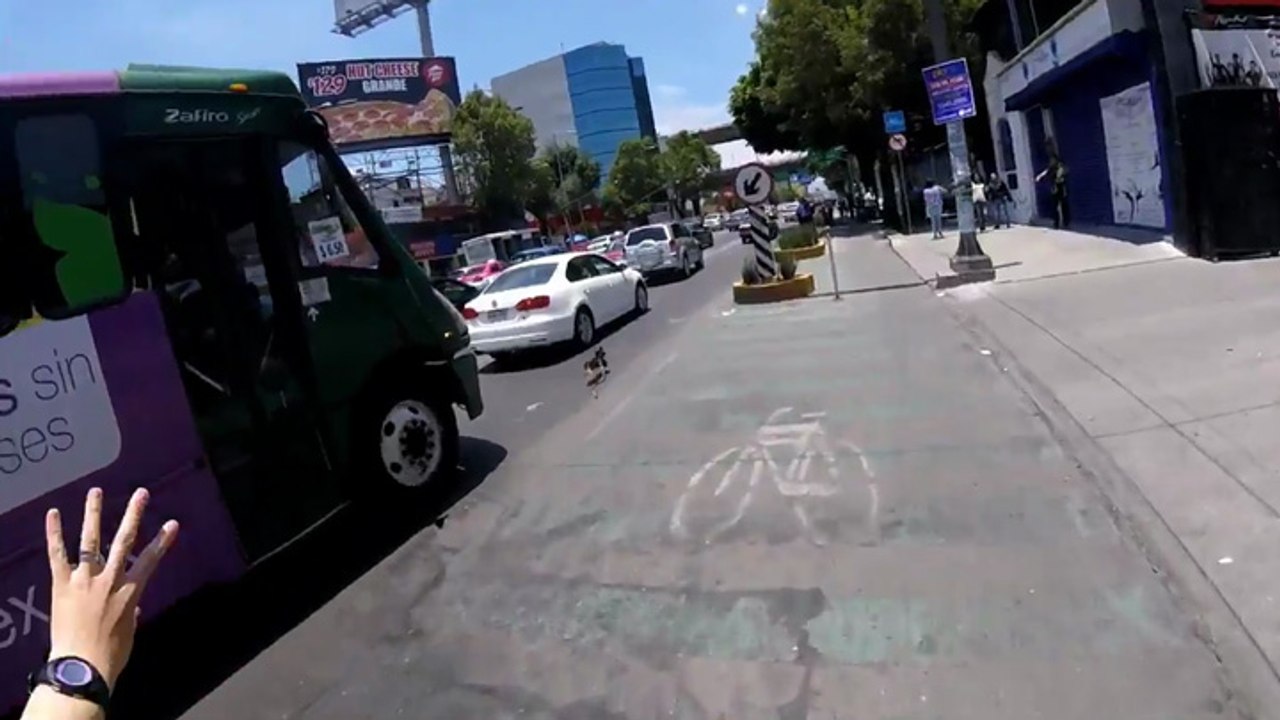 Un cycliste course un chien en pleine ville