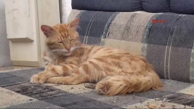 Uşak'ta Pitbull Dehşeti! Pitbull Cinsi Köpekler 17 Yavru Kediyi Öldürdü