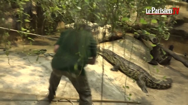 La dangereuse pesée des crocodiles du Nil à la ménagerie du Jardin des Plantes