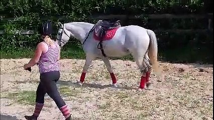 FRANCHES MONTAGNES BOIS NAISON hiramis equitation