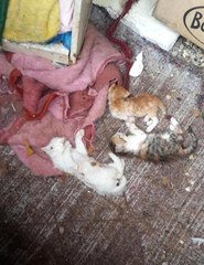 Komşusunun Pitbullarını Belediyeye Şikayet Eden Kadının 17 Yavru Kedisi Öldürüldü