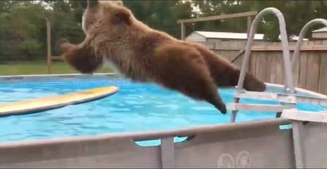 Un jeune ours adore sauter dans une piscine !