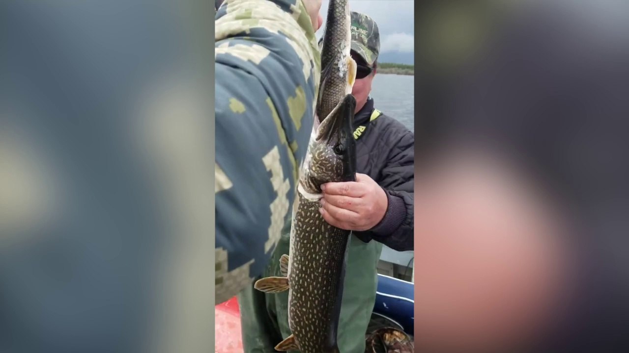 Ce poisson a vraiment les yeux plus gros que le ventre !