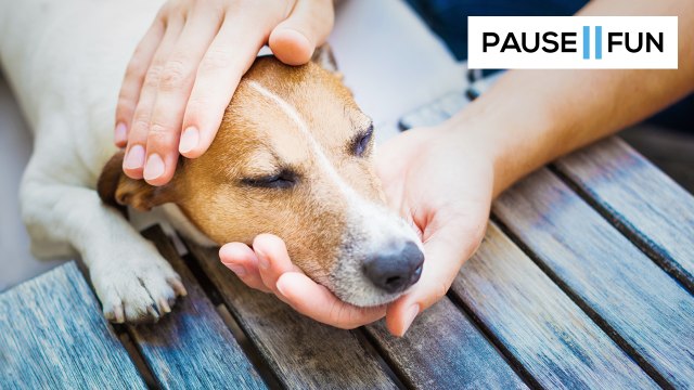 Un chien sauvé de la noyade par un policier