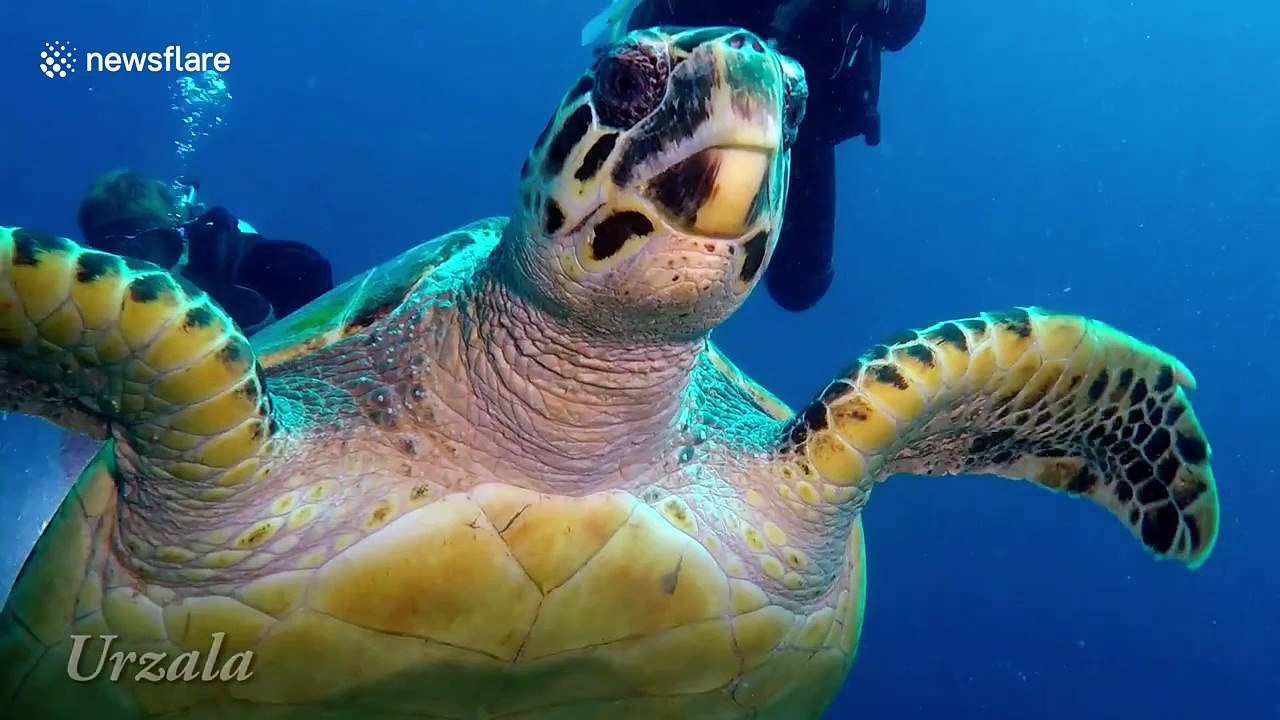 Inquisitive hawksbill turtle gets close to divers