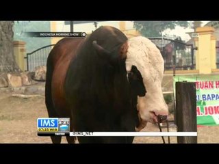 Update Sapi Kurban Jokowi - IMS