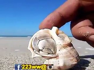 هذا خلق الله قا أروني ماذا خلق الذين من دونه