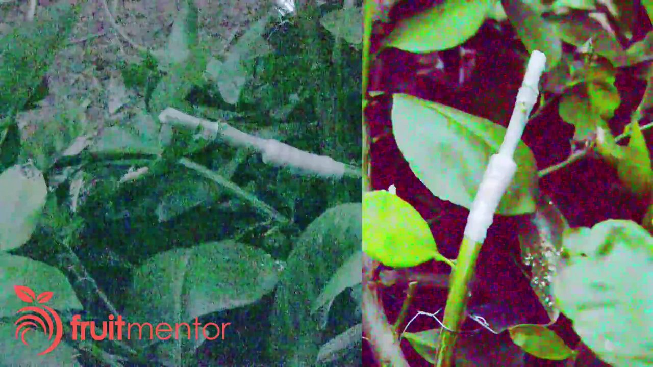 Kỹ Thuật Ghép Cây Bưởi – Cách ghép Chẻ bên Bưởi thuộc Nhiều giống