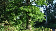 How you could start growing a collection of Oak Trees