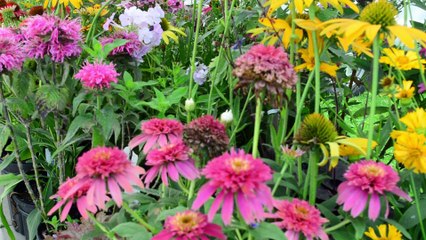 Farmers market  June 21 2017 Dixon , IL