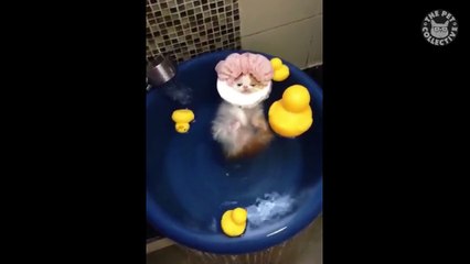 Hot Cats   Funny Cat Video Compilation 2017