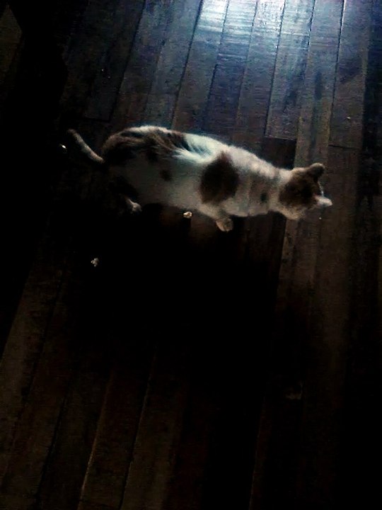 um gato manhoso