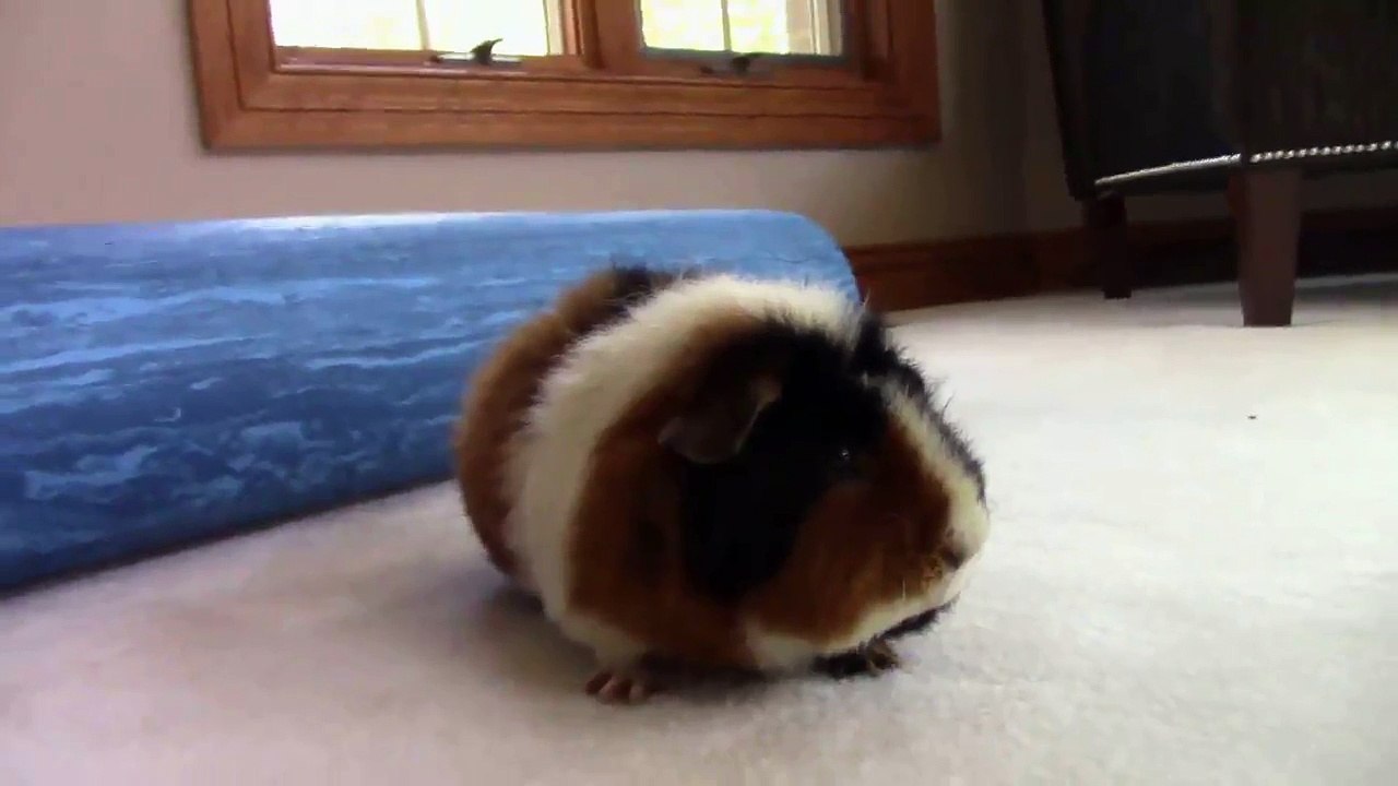 Guinea pig does the FLOOR IS LAVA CHALLENGE