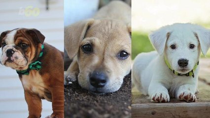 Puppy Pics Could Be The Key To Rekindling That Marital Flame