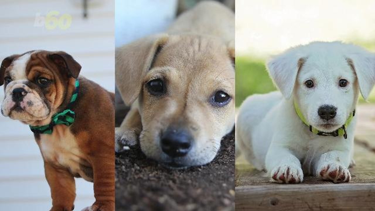 Puppy Pics Could Be The Key To Rekindling That Marital Flame