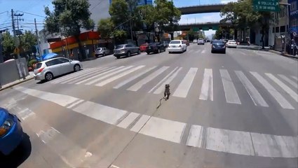 Un cycliste course un chien au milieu de la route.