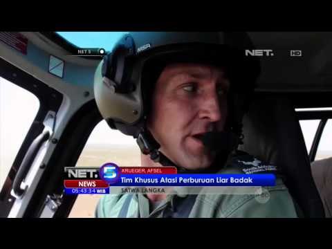 Perburuan Liar Satwa Langka di Afrika - NET5