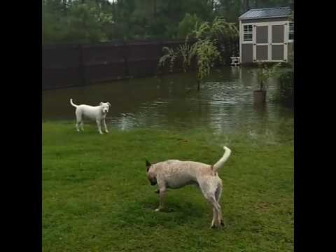 Dogs Make Most of Wet Weather as Florida Floods