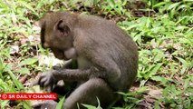 Secret monkeyss life living in forest wild Angkor Wat Cambodia | How funny monkey meeting