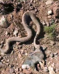 Hungry Snake Grabs a Rabbit