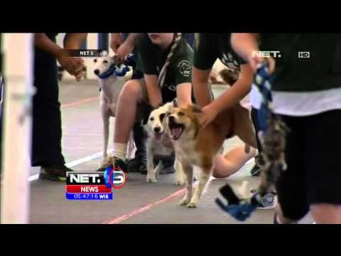 Adu Ketangkasan 800 Ekor Anjing di Amerika - NET 5