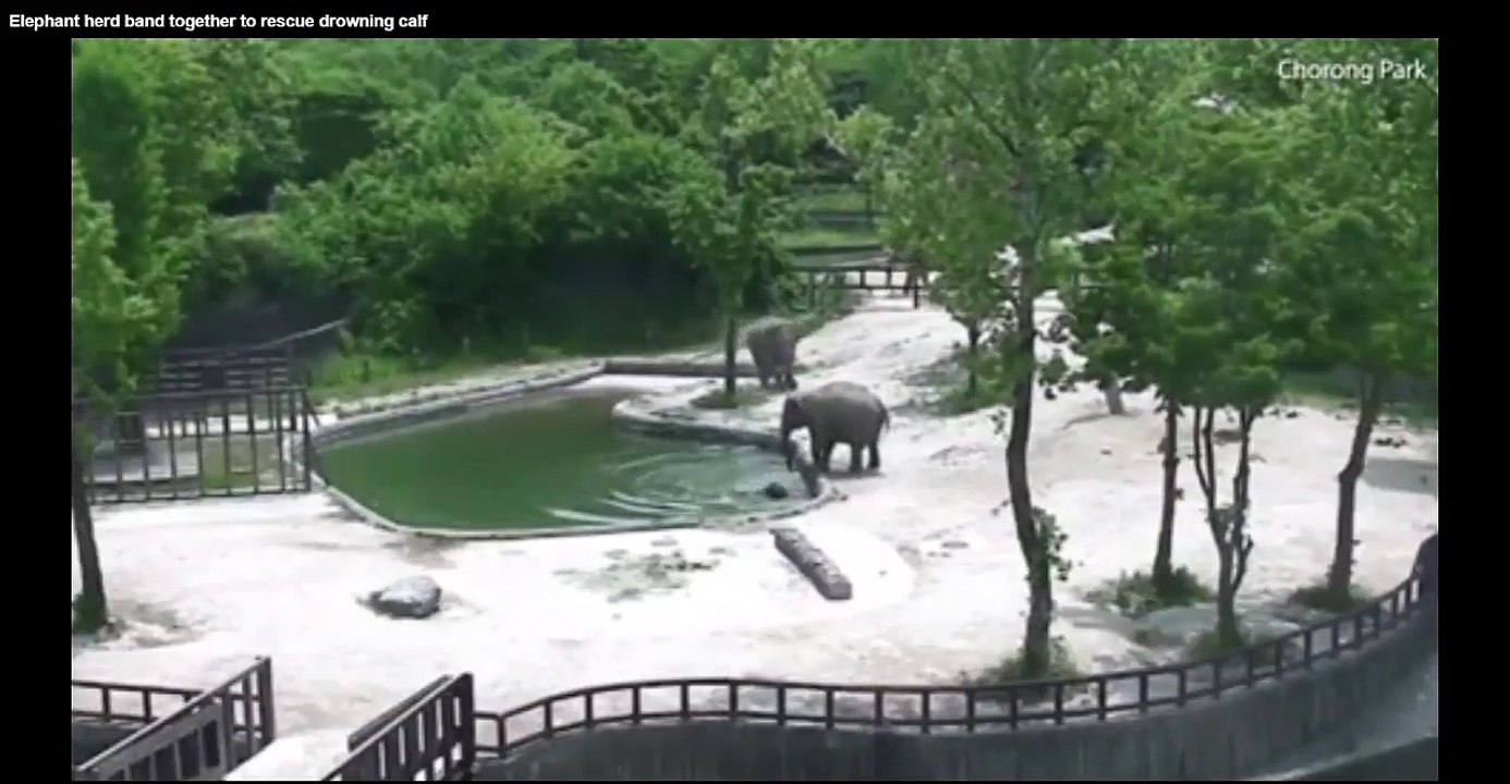 Two Adult Elephants Work Together To Save Young Calf From Drowning