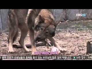 동물일기 - Animal diary_50화 보아의 도전, 달려라 장군아! 1편_#001