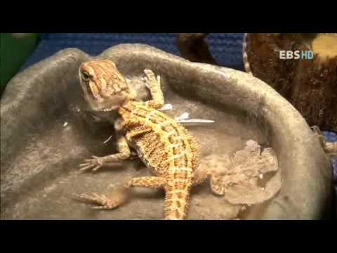 동물일기 - Animal diary_67화 우리집에 올래? 지원, 욱진, 욱빈이네_#004