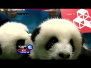 Enam Pasang Bayi Panda Kembar Ditampilkan di Sichuan, Cina - NET 12