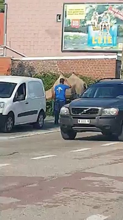 Des chameaux sur la route à Anderlues