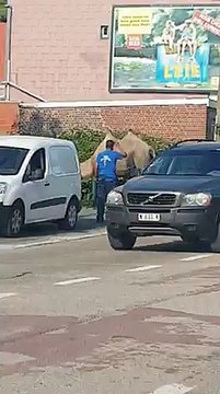 Des chameaux sur la route à Anderlues