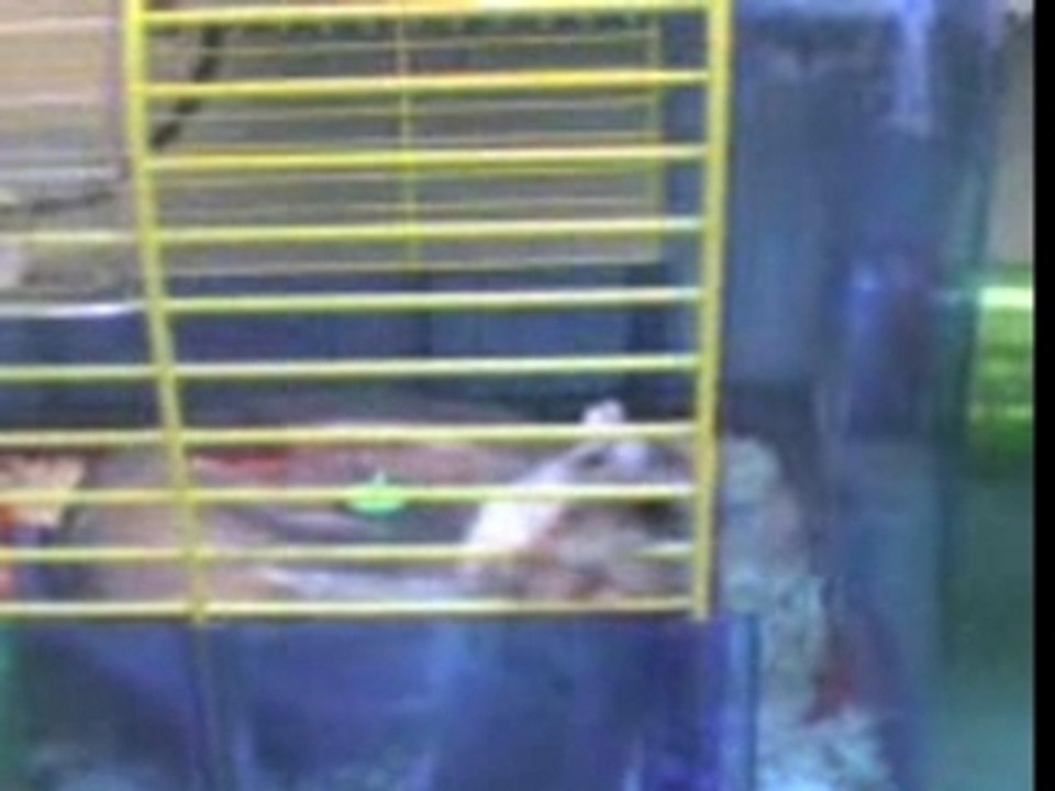 MC hamster