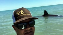 Pearson Brothers Winery films 15 ft white shark in 3 ft of water