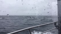 Orcas Steal Alaskan Halibut Fisherman's Catches
