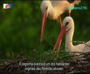 300 Milhões de Anos, Ep1, A Grande Colisão