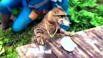 Funny Cat Thug Life pt.2 - NEW Ultimate Cats Thug Life Compilation!