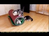 FUNNY Cats | Best FUNNY Cat Videos Ever  | FUNNY Kitty Cat Vines Compilation №34