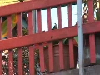 Presentación "La revolución de la Telefonía Móvil"