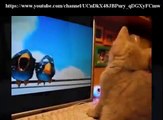 FUNNY Cats | Best FUNNY Cat Videos Ever  | FUNNY Kitty Cat Vines Compilation №36
