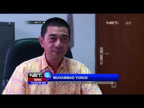 Kerusakan Lingkungan Gunung Botak Pasca Penambangan Emas Ilegal - NET12