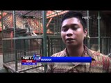 Kondisi Macan Tutul Hasil Tangkapan Warga Pasca Dikarantina - NET5
