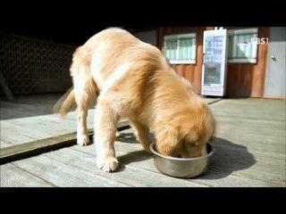 딩동댕유치원 - 봄에 먹으면 좋은 음식은 뭘까?,요술 강아지 크레멍-살랑살랑~ 꼬리!_#002