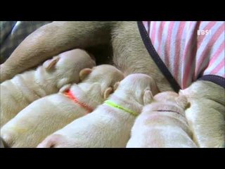 딩동댕유치원 - 꾹 참기 도전!, 요술 강아지 크레멍-함부로 만지면 안돼요_#002
