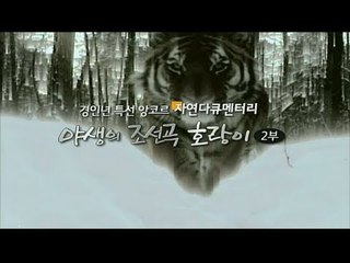 EBS 자연 다큐멘터리_야생의 조선곡 호랑이 2부