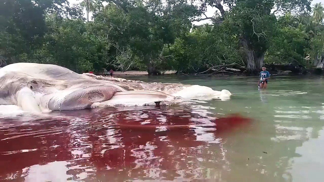 5 Giant Creatures Caught on Camera